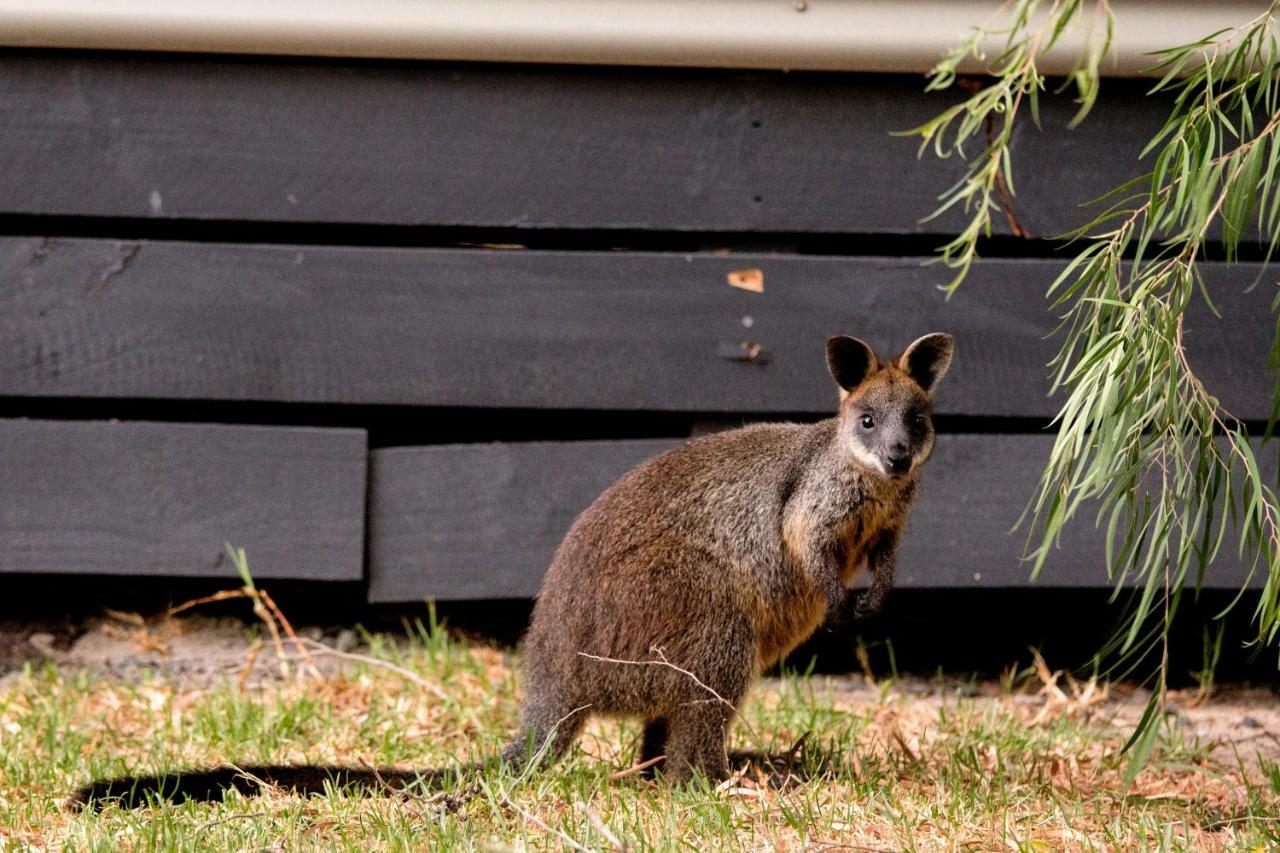 Big4 Ingenia Holidays Phillip Island Newhaven Exteriér fotografie